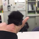 一時募集停止(変更)生まれたて子猫ちゃん、残り黒ちゃんのみ