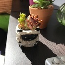 多肉植物友達★タニラー募集