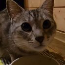 里親さん、決定しました。