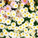 土日写真部発足！仲間募集！Lineグルチャで活動中