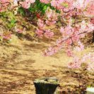 土日写真部発足！仲間募集！Lineグルチャで活動中 - 友達