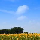 土日写真部発足！仲間募集！Lineグルチャで活動中 - メンバー募集