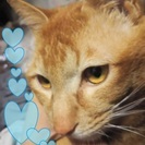 イケメンのトラタ 2歳半 ♂ 室内飼い