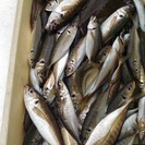 海釣り仲間募集