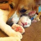 コーギー7歳&猫6歳☆親子みたいに仲良しで常に一緒にいます