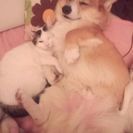 コーギー7歳&猫6歳☆親子みたいに仲良しで常に一緒にいます - 東大阪市