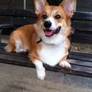コーギー7歳&猫6歳☆親子みたいに仲良しで常に一緒にいます - 犬