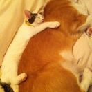 コーギー7歳&猫6歳☆親子みたいに仲良しで常に一緒にいます − 大阪府