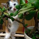 里親さん募集！