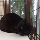 里親さん募集です。片目の黒猫です。