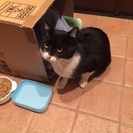 妊娠中の白黒猫 