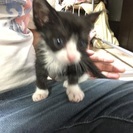 生後一カ月の女の子です。 - 猫