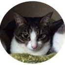 迷い猫、タビちゃんを探しています。見かけた、保護したという情報が...
