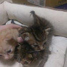 生後３週間の子猫の里親様　募集します！