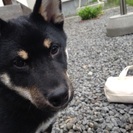 柴犬のオス5ヶ月を飼ってくださるかたいませんか