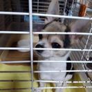 里親探しています