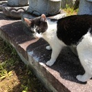 人懐っこい野良猫ちゃん