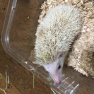 気性の荒いハリネズミ♂生後5ヶ月ちょっとのシナモンパイド