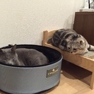 スコティッシュ＋ロシアンブルー似のコンビです