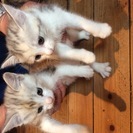 子猫貰ってください。