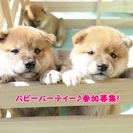 3月21日(木・祝)パピーパーティー参加募集! (子犬のしつけ教室)