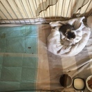子猫の里親募集です。@追記あり