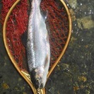 釣り好き