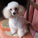 ホワイトプードルの　きなこちゃん