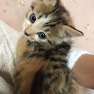 【愛知県】生後1ヶ月半★人馴れした子猫ちゃんの里親さんを募集して...