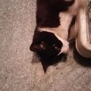 生後8ヶ月くらいの子猫♀