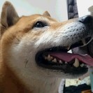 里親さん決まりました！　応募有難うございます。美形柴犬血統書付き