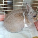 飼い主が入院してしまいましたので里親を探しております