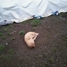 茶とらの野良猫 - 猫