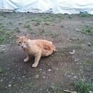 茶とらの野良猫 − 栃木県