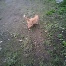 茶とらの野良猫 - 栃木市