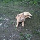 茶とらの野良猫 - 里親募集