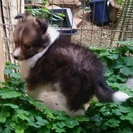 訳あり　シエルティー子犬 - 里親募集