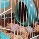 すなネズミ