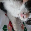 5月28日 (日)子猫の譲渡会 この子は白黒男の子 ハナモゲラっ...