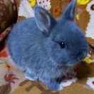    【終了】ウサギのネザーランドドワーフの赤ちゃん！