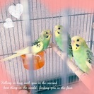セキセイインコの里親さん募集中です♪