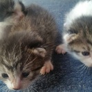 5月8日生まれ 猫ฅ^•ﻌ•^ฅ3匹♂の里親募集