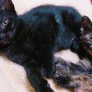 可愛い子猫