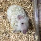 小動物の専属ブリーダー様及び増え過ぎた小動物の里親募集してます‼️