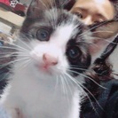 生後約3ヶ月未満のハチワレ子猫 - 調布市