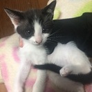 生後約3ヶ月未満のハチワレ子猫
