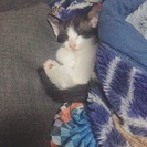 生後約3ヶ月未満のハチワレ子猫 - 猫