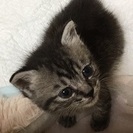 子猫　女の子　里親募集　生後１カ月程