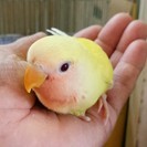 インコ、スズムシbabyなど