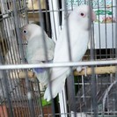 ボタンインコ（白）